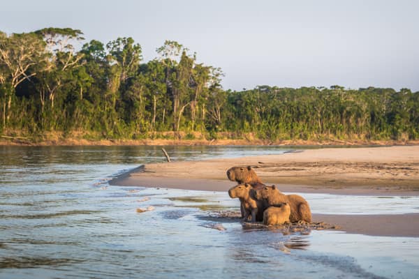 A family of Capybaras on the riverbank in Manu