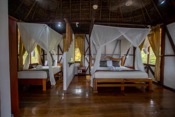 Wildlife and rainforest at Napo Wildlife Center, Yasuní