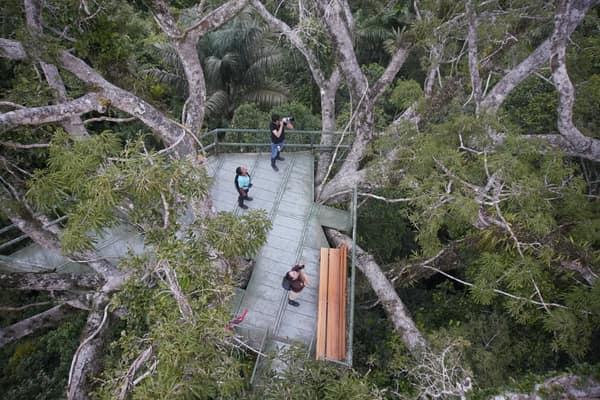 Wildlife and rainforest at Napo Wildlife Center, Yasuní