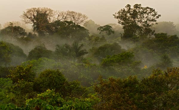 Wildlife and rainforest at Napo Wildlife Center, Yasuní