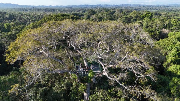 Wildlife and rainforest at Napo Wildlife Center, Yasuní