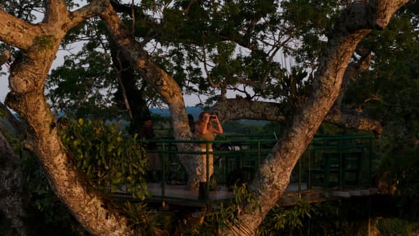 Wildlife and rainforest at Napo Wildlife Center, Yasuní
