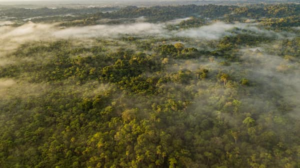 Wildlife and rainforest at Napo Wildlife Center, Yasuní