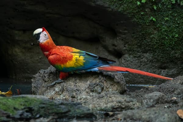 Wildlife and rainforest at Napo Wildlife Center, Yasuní