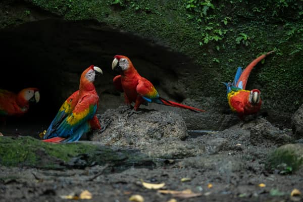 Wildlife and rainforest at Napo Wildlife Center, Yasuní