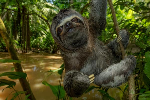 Wildlife and rainforest at Napo Wildlife Center, Yasuní