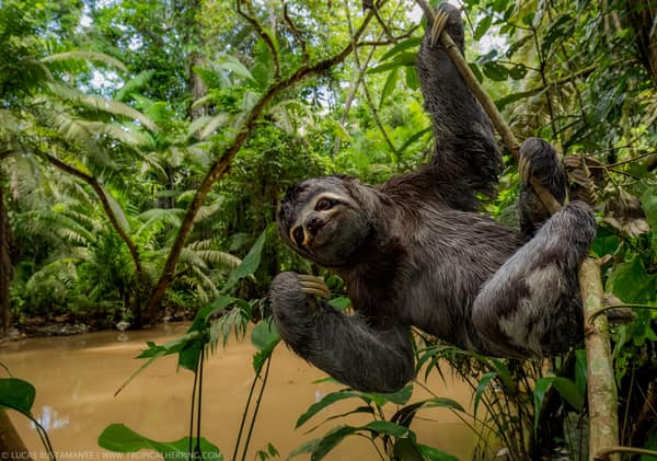 Wildlife and rainforest at Napo Wildlife Center, Yasuní