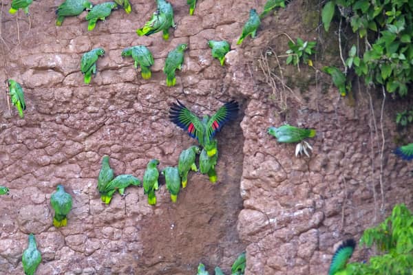 Wildlife and rainforest at Napo Wildlife Center, Yasuní