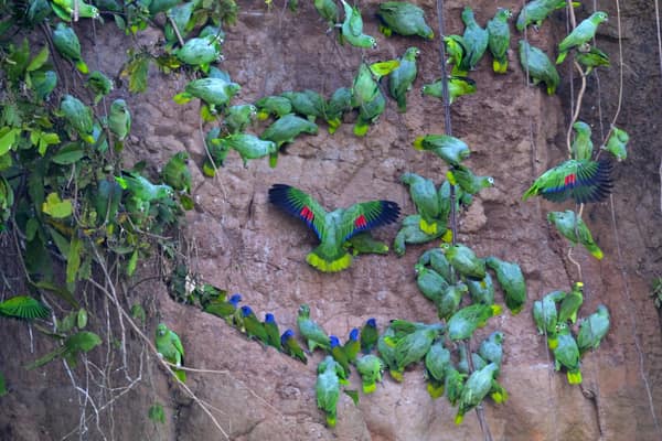 Wildlife and rainforest at Napo Wildlife Center, Yasuní