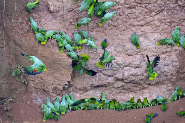 Wildlife and rainforest at Napo Wildlife Center, Yasuní