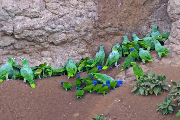 Wildlife and rainforest at Napo Wildlife Center, Yasuní