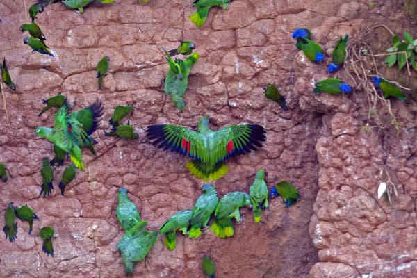 Wildlife and rainforest at Napo Wildlife Center, Yasuní