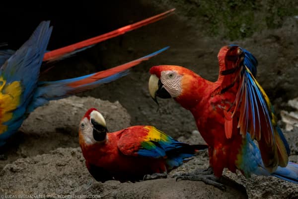 Wildlife and rainforest at Napo Wildlife Center, Yasuní