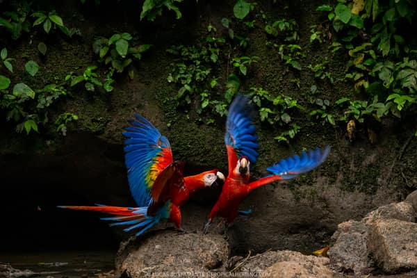 Wildlife and rainforest at Napo Wildlife Center, Yasuní