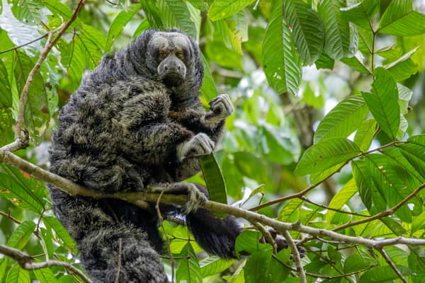 Wildlife and rainforest at Napo Wildlife Center, Yasuní