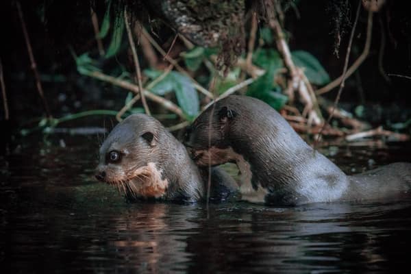 Wildlife and rainforest at Napo Wildlife Center, Yasuní