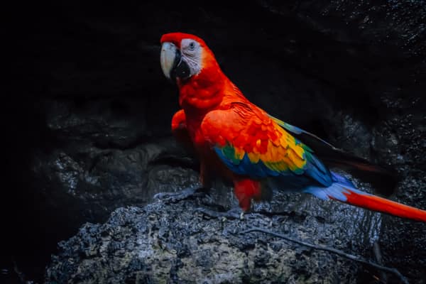 Wildlife and rainforest at Napo Wildlife Center, Yasuní