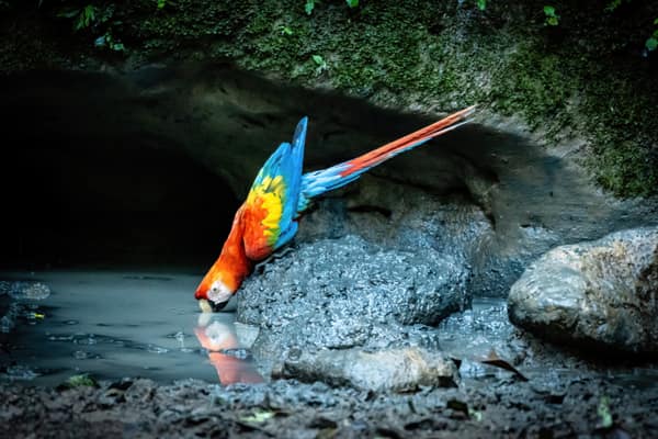 Wildlife and rainforest at Napo Wildlife Center, Yasuní