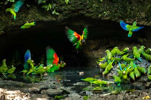 Wildlife and rainforest at Napo Wildlife Center, Yasuní