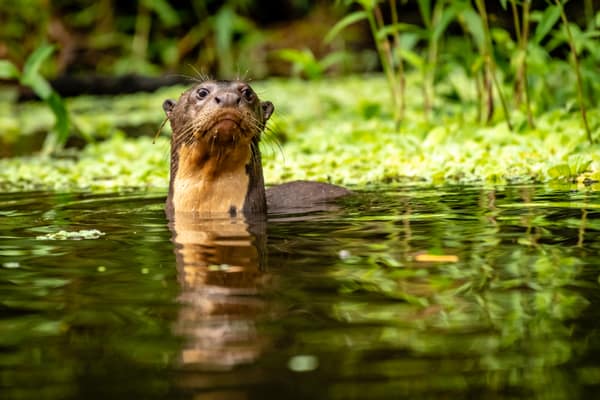 Wildlife and rainforest at Napo Wildlife Center, Yasuní