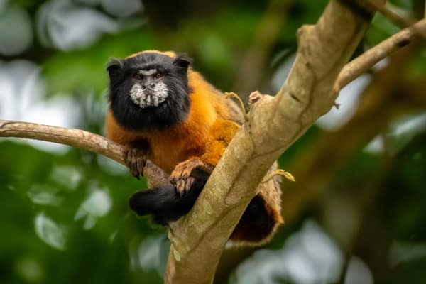Wildlife and rainforest at Napo Wildlife Center, Yasuní