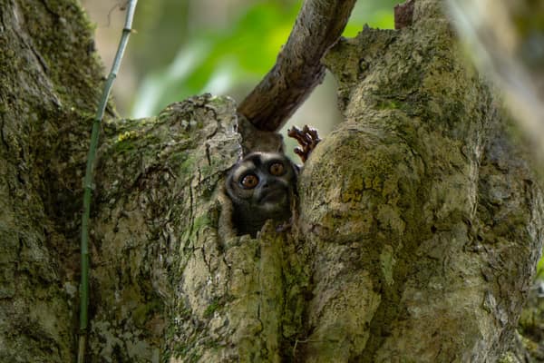 Wildlife and rainforest at Napo Wildlife Center, Yasuní