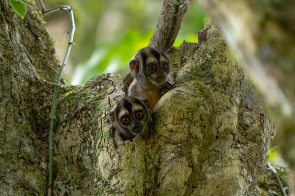 Wildlife and rainforest at Napo Wildlife Center, Yasuní