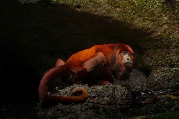 Wildlife and rainforest at Napo Wildlife Center, Yasuní