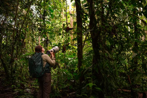 Wildlife and rainforest at Napo Wildlife Center, Yasuní