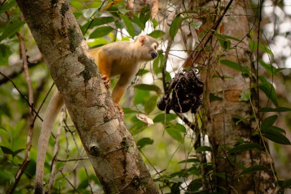 Wildlife and rainforest at Napo Wildlife Center, Yasuní
