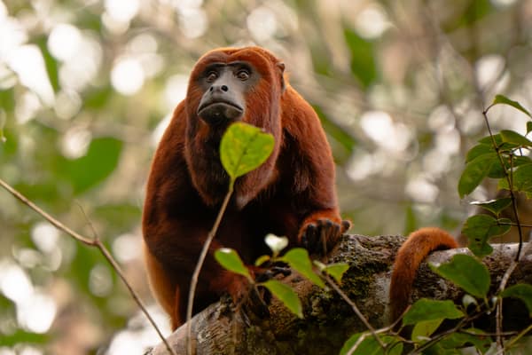 Wildlife and rainforest at Napo Wildlife Center, Yasuní