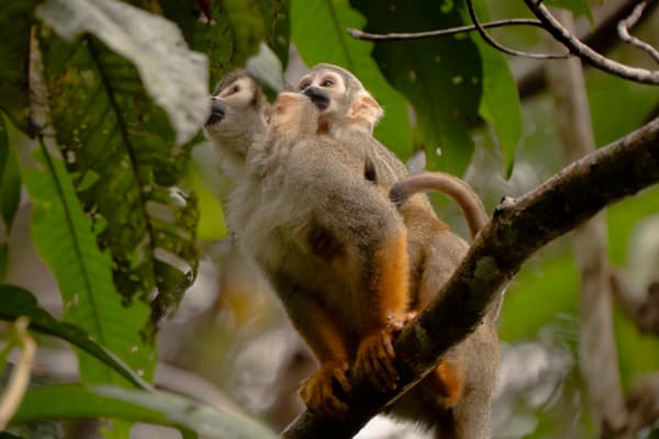 Wildlife and rainforest at Napo Wildlife Center, Yasuní