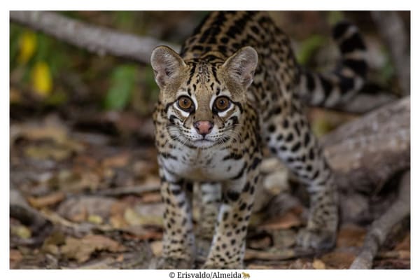 Ocelot in the Pantanal forest at close range
