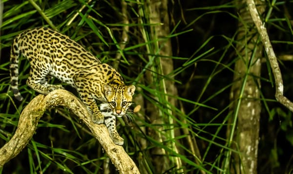 Wild Ocelot on a branch among palm leaves