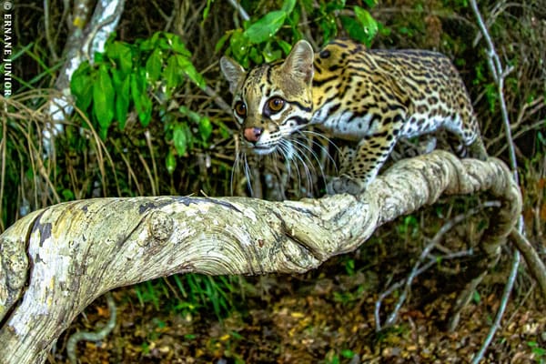 Ocelot on a tree branch at night