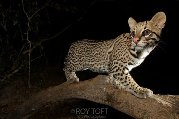 Ocelot perched on a fallen trunk at night