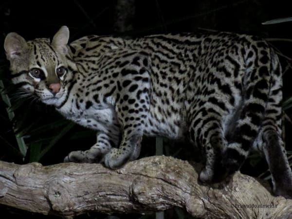 Full-body view of a wild Ocelot showing its rosette pattern