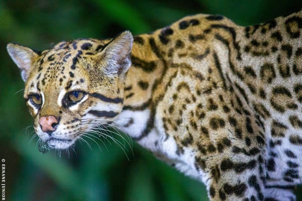 Close-up portrait of a wild Ocelot