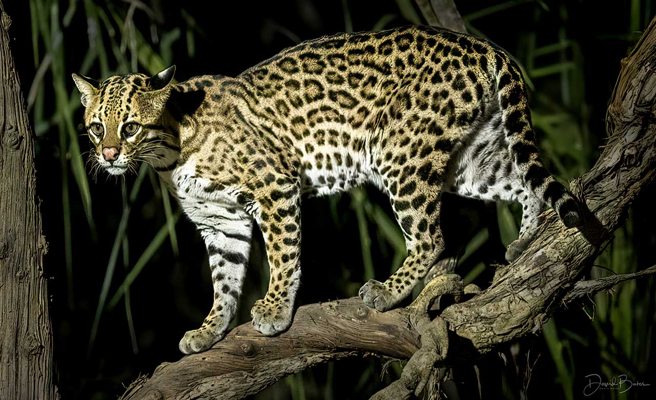 Ocelot Guaranteed, Pantanal, Mato Grosso, Brazil