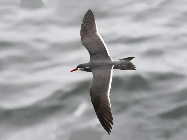 An Inca Tern in flight over the water