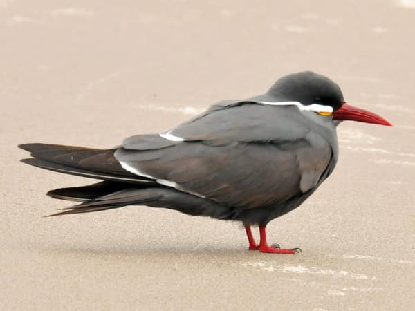 An Inca Tern on the sand