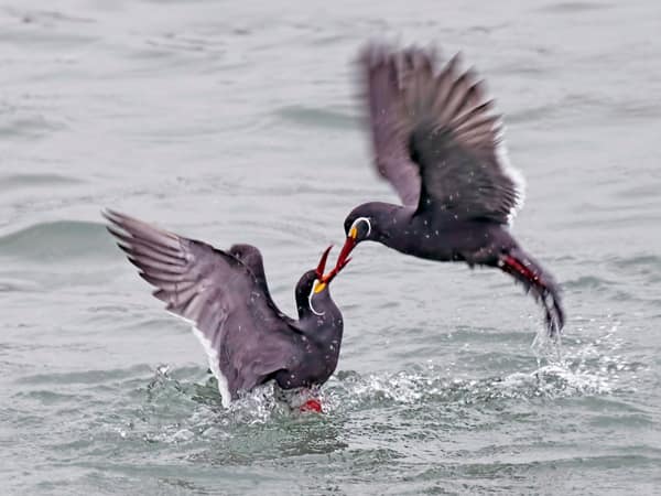 Inca Terns squabbling on the water