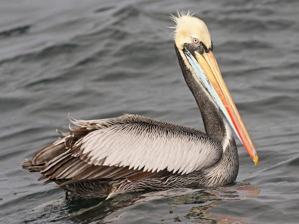 A Peruvian Pelican on the water