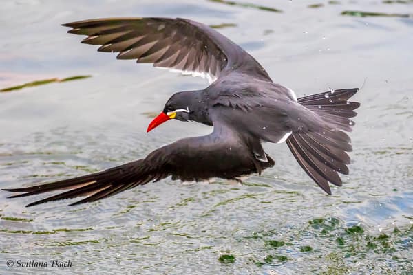 An Inca Tern coming in to land