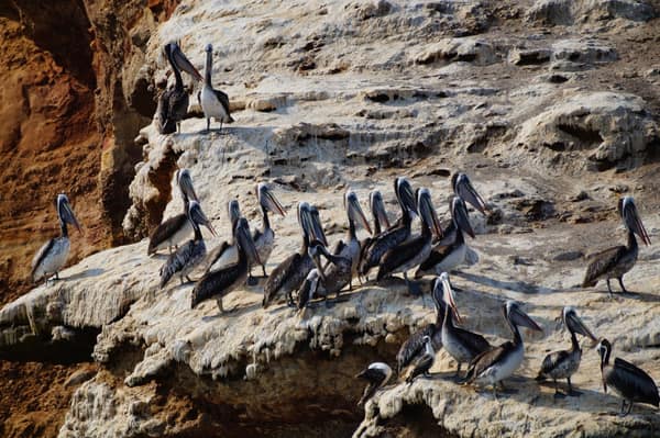 Peruvian Pelicans on a guano-covered rock ledge