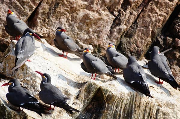 A colony of Inca Terns on a rock at Paracas