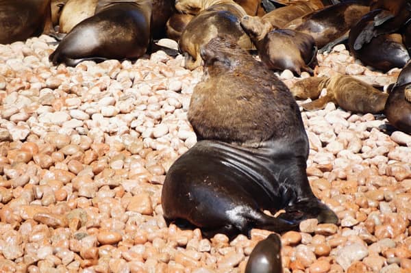 South American Sea Lions resting on a pebble beach