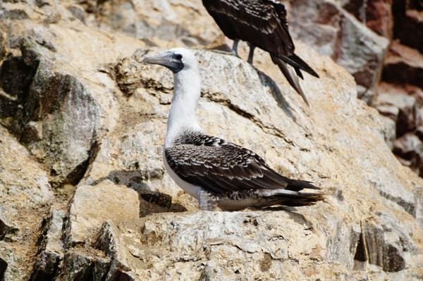 A Peruvian Booby on the cliffs of the Ballestas Islands