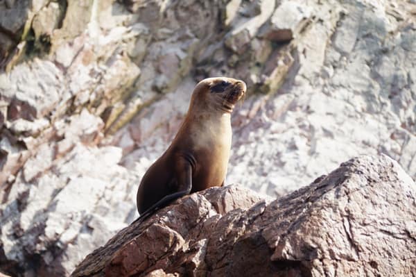 A South American Sea Lion on the Ballestas rocks