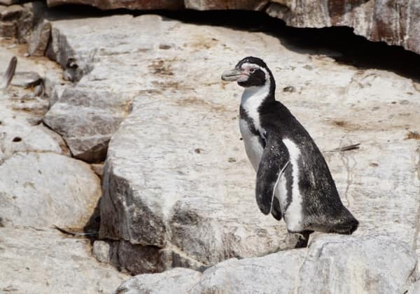 A Humboldt Penguin on the Ballestas Islands